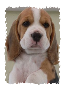 Beagle Benji